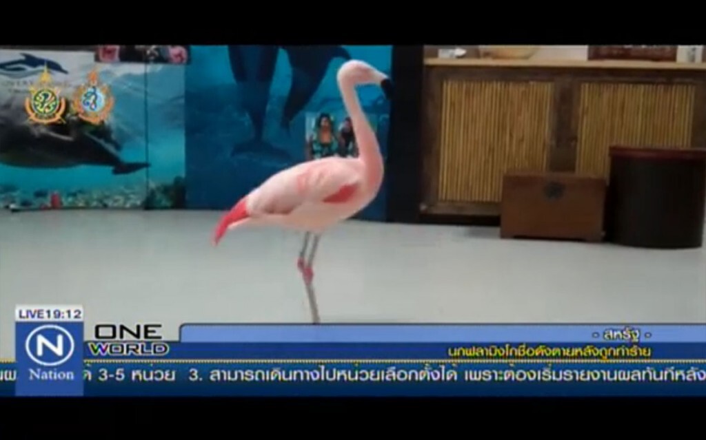 นกฟลามิงโกชื่อดังตายหลังถูกทำร้าย นกฟลามิงโกชื่อดังตายหลังถูกทำร้าย