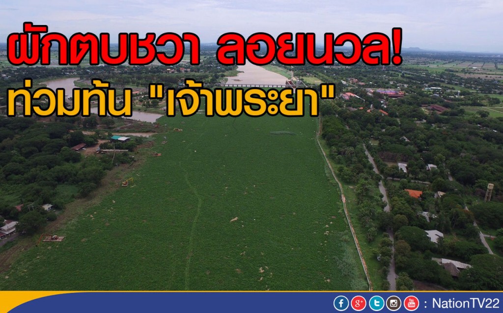 ผักตบชวา ลอยนวล! ท่วมท้น "เจ้าพระยา" ผักตบชวา ลอยนวล! ท่วมท้น "เจ้าพระยา"