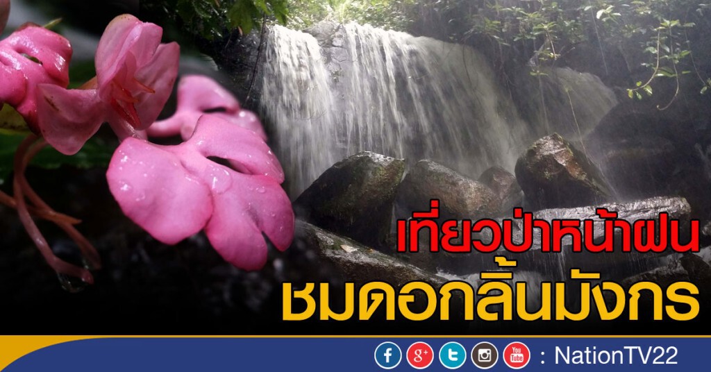 เที่ยวป่าหน้าฝน ชมดอกลิ้นมังกร เที่ยวป่าหน้าฝน ชมดอกลิ้นมังกร