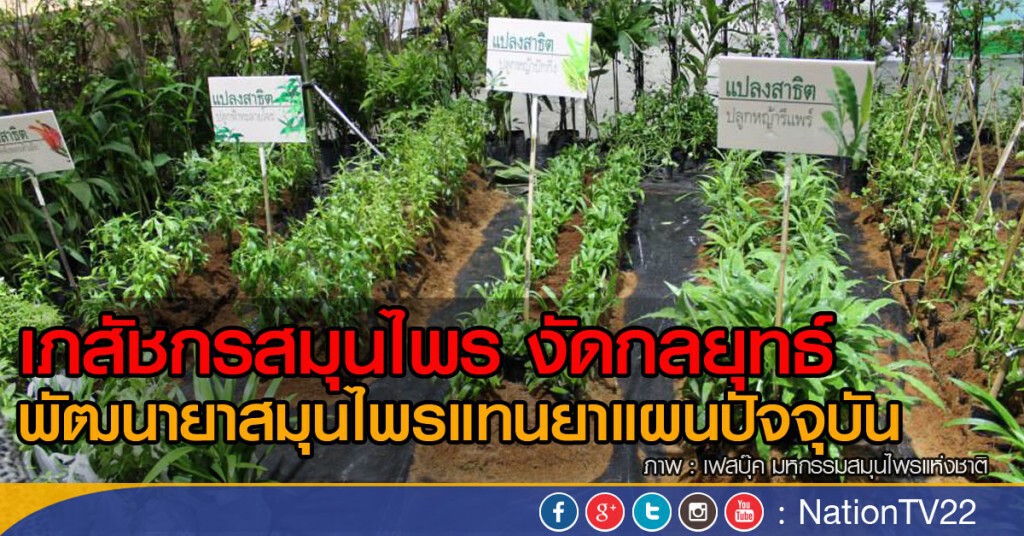 เภสัชกรสมุนไพร งัดกลยุทธ์
 พัฒนายาสมุนไพรแทนยาแผนปัจจุบัน