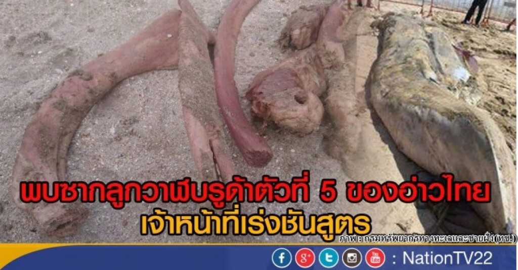 พบซากลูกวาฬบรูด้าตัวที่ 5 ของอ่าวไทย พบซากลูกวาฬบรูด้าตัวที่ 5 ของอ่าวไทย