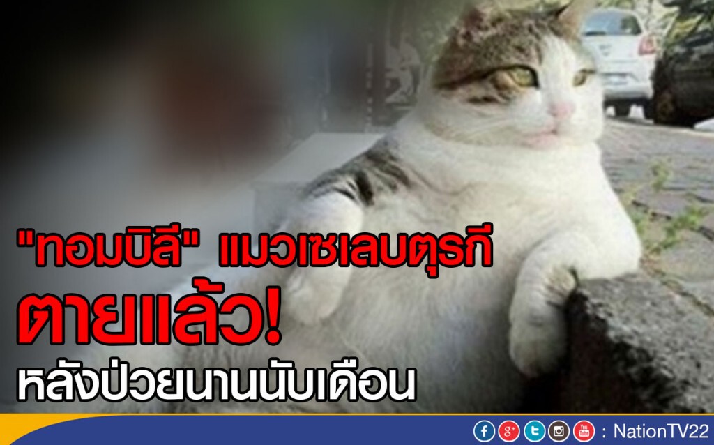 "ทอมบิลี" แมวเซเลบตุรกี ตายแล้ว!
หลังป่วยนานนับเดือน