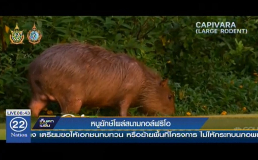 หนูยักษ์โผล่สนามกอล์ฟริโอ หนูยักษ์โผล่สนามกอล์ฟริโอ