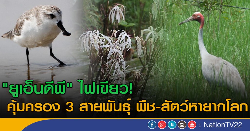 "ยูเอ็นดีพี" ไฟเขียว! คุ้มครอง 3 สายพันธุ์พืช - สัตว์หายากโลก "ยูเอ็นดีพี" ไฟเขียว! คุ้มครอง 3 สายพันธุ์พืช - สัตว์หายากโลก