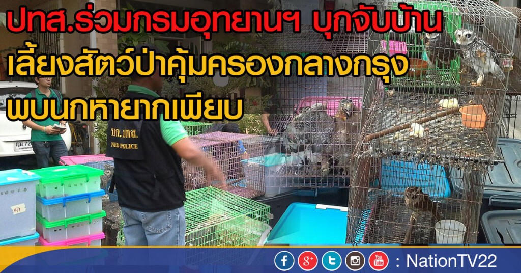 ปทส.ร่วมกรมอุทยานฯ
บุกจับบ้านเลี้ยงสัตว์ป่าคุ้มครองกลางกรุง
พบนกหายากเพียบ