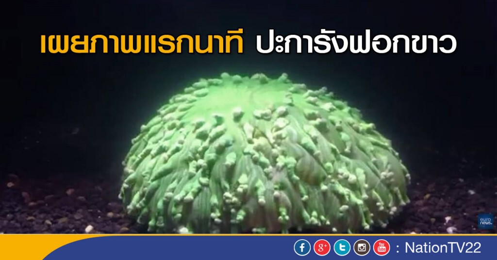 เผยภาพแรกนาที ปะการังฟอกขาว