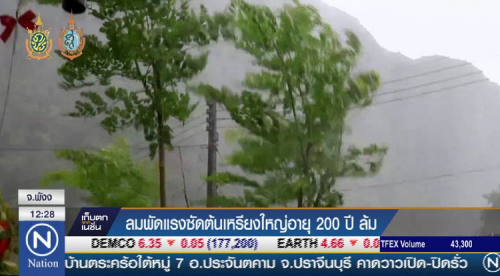 ลมพัดแรงซัดต้นเหรียงใหญ่อายุ 200 ปี ล้ม ลมพัดแรงซัดต้นเหรียงใหญ่อายุ 200 ปี ล้ม