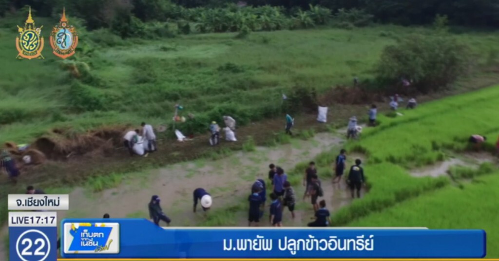 ม.พายัพ ปลูกข้าวอินทรีย์ ปลูกฝังเยาวชนเศรษฐกิจพอเพียง