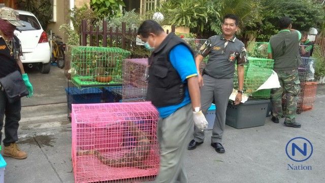 ปทส.ร่วมกรมอุทยานฯ
บุกจับบ้านเลี้ยงสัตว์ป่าคุ้มครองกลางกรุง
พบนกหายากเพียบ
