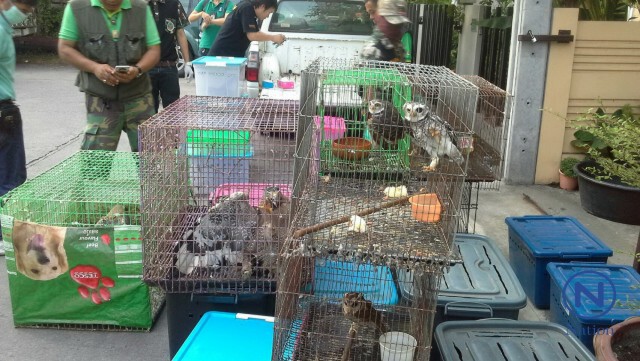 ปทส.ร่วมกรมอุทยานฯ
บุกจับบ้านเลี้ยงสัตว์ป่าคุ้มครองกลางกรุง
พบนกหายากเพียบ