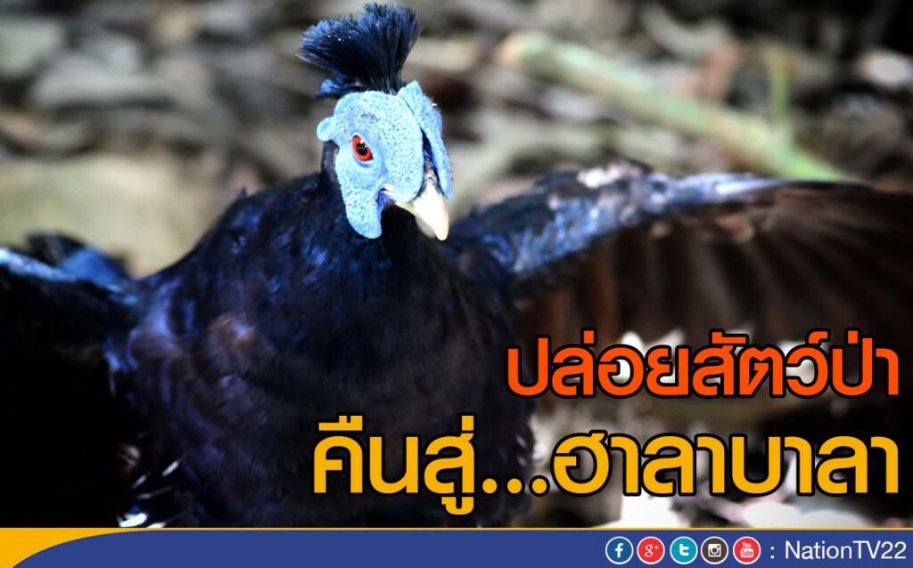 ปล่อยสัตว์ป่า คืนสู่...ฮาลาบาลา ปล่อยสัตว์ป่า คืนสู่...ฮาลาบาลา