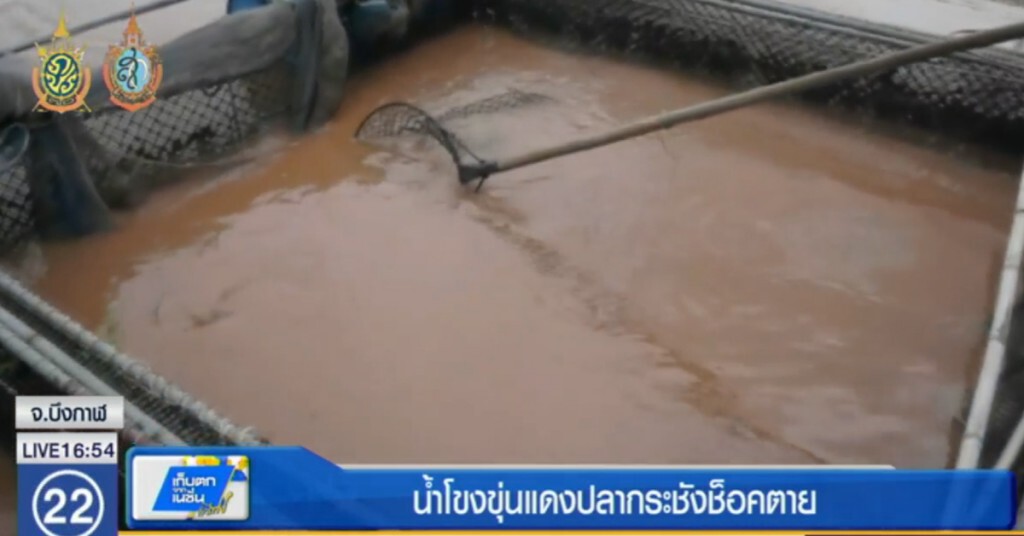 น้ำโขงสีขุ่นแดงส่งผลปลากระชังน็อคตาย
