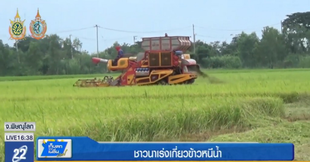 ชาวนาเร่งเกี่ยวข้าว หวั่นฝนทำเสียหาย