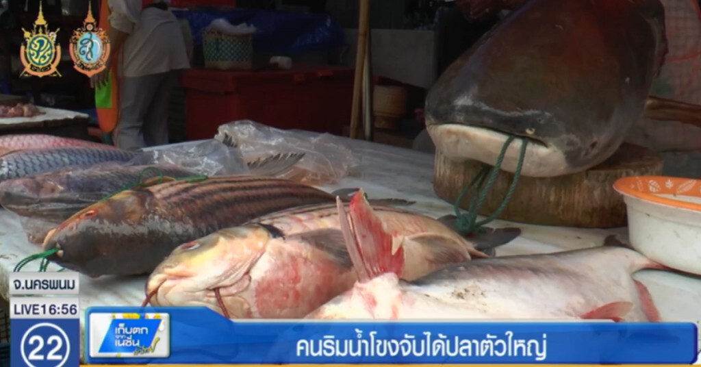 คนริมโขง พลิกวิกฤติ จับปลาได้เพิ่ม สร้างรายได้ 3-5 พันบาทต่อวัน