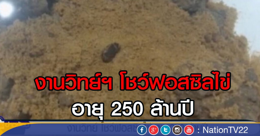 งานวิทย์ โชว์ฟอสซิลไข่อายุ 250 ล้านปี งานวิทย์ โชว์ฟอสซิลไข่อายุ 250 ล้านปี
