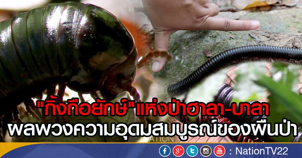 "กิ้งกือยักษ์" แห่งป่าฮาลา - บาลา
ผลพวงความอุดมสมบูรณ์ของผืนป่า
