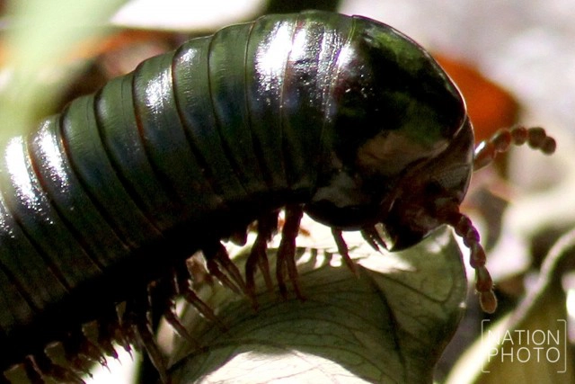 "กิ้งกือยักษ์" แห่งป่าฮาลา - บาลา
ผลพวงความอุดมสมบูรณ์ของผืนป่า