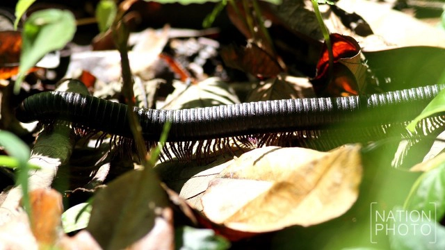 "กิ้งกือยักษ์" แห่งป่าฮาลา - บาลา
ผลพวงความอุดมสมบูรณ์ของผืนป่า