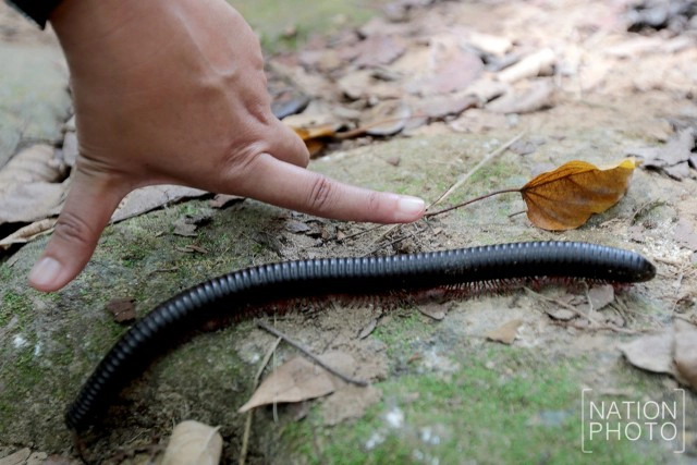 "กิ้งกือยักษ์" แห่งป่าฮาลา - บาลา
ผลพวงความอุดมสมบูรณ์ของผืนป่า