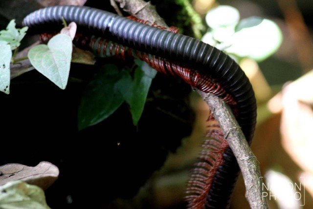 "กิ้งกือยักษ์" แห่งป่าฮาลา - บาลา
ผลพวงความอุดมสมบูรณ์ของผืนป่า