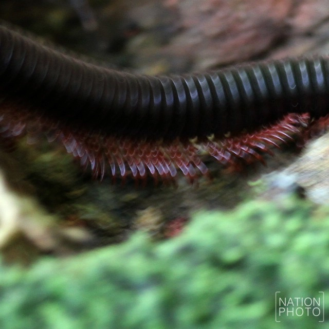 "กิ้งกือยักษ์" แห่งป่าฮาลา - บาลา
ผลพวงความอุดมสมบูรณ์ของผืนป่า