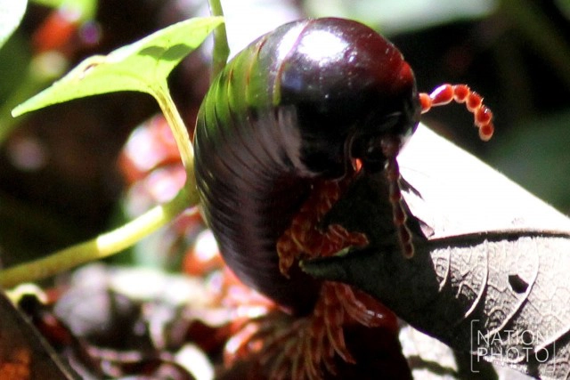 "กิ้งกือยักษ์" แห่งป่าฮาลา - บาลา
ผลพวงความอุดมสมบูรณ์ของผืนป่า