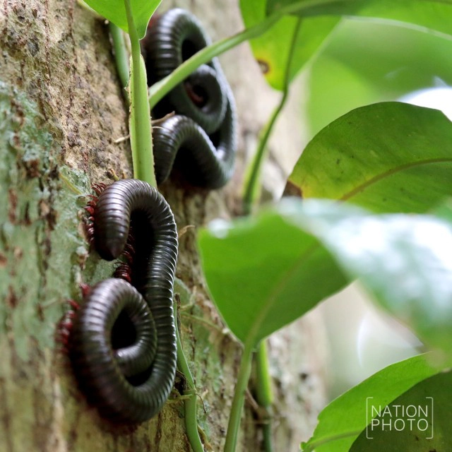 "กิ้งกือยักษ์" แห่งป่าฮาลา - บาลา
ผลพวงความอุดมสมบูรณ์ของผืนป่า