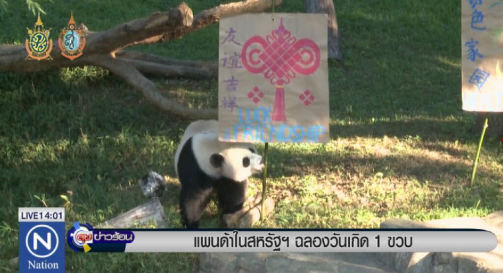 แพนด้าในสหรัฐฯ ฉลองวันเกิด 1 ขวบ แพนด้าในสหรัฐฯ ฉลองวันเกิด 1 ขวบ