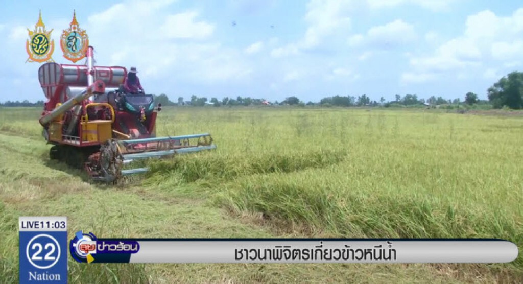 ชาวนาพิจิตรเกี่ยวข้าวหนีน้ำ ชาวนาพิจิตรเกี่ยวข้าวหนีน้ำ