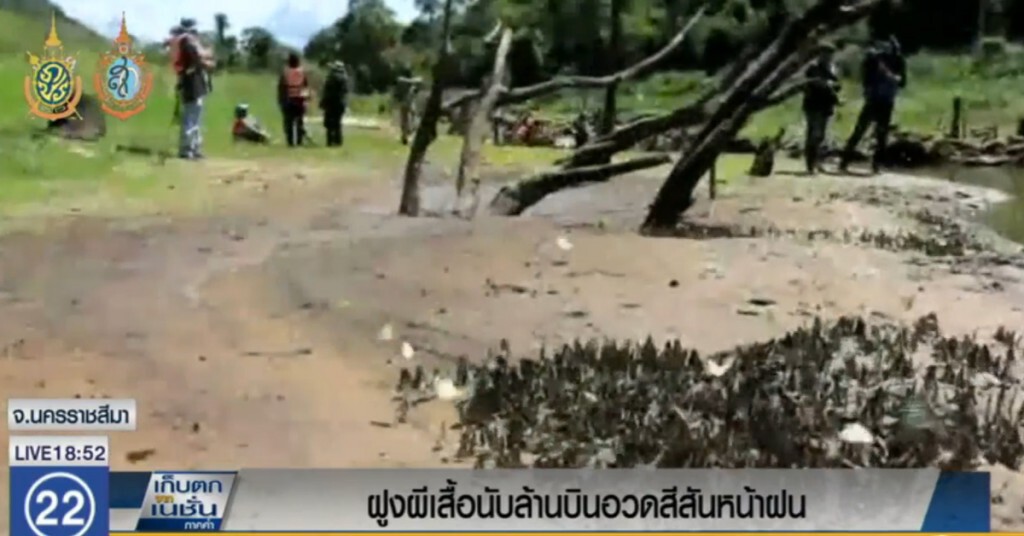 ฝูงผีเสื้อนับล้านบินอวดสีสันที่ป่าทับลาน