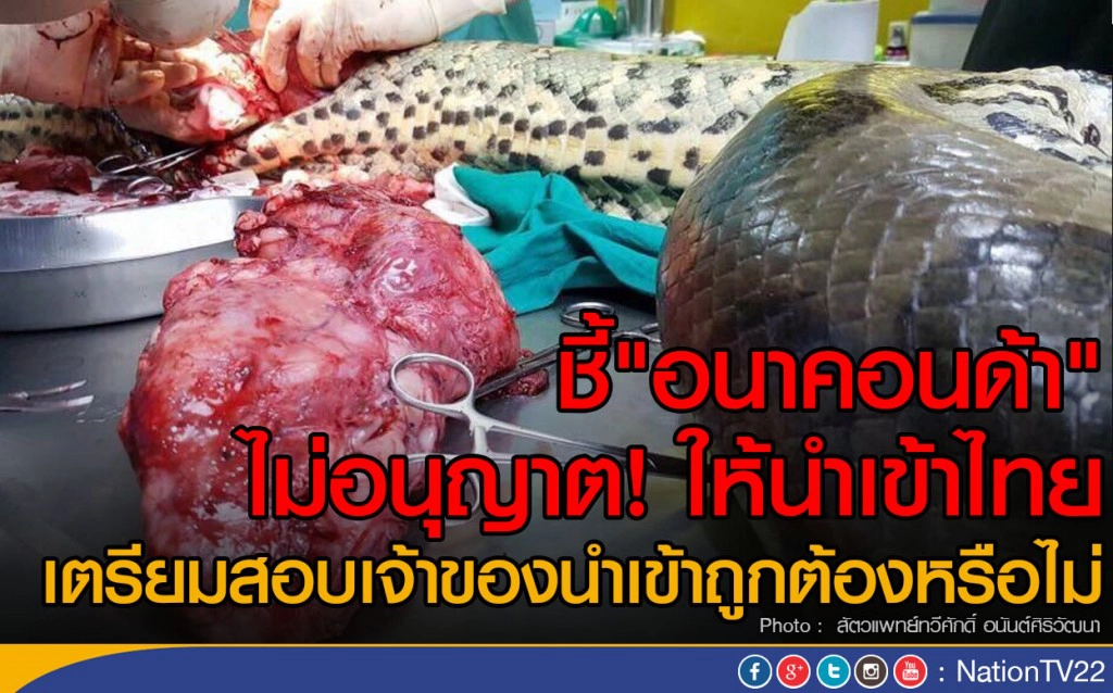 กรมอุทยานฯ ชี้"อนาคอนด้า" ไม่อนุญาต! ให้นำเข้าไทย