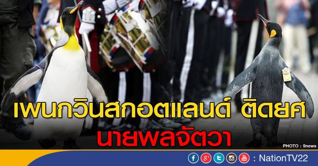 เพนกวินสกอตแลนด์ ติดยศ นายพลจัตวา เพนกวินสกอตแลนด์ ติดยศ นายพลจัตวา