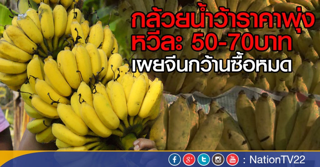 กล้วยน้ำว้าราคาพุ่งหวีละ 50-70บาท เผยจีนกว้านซื้อหมด