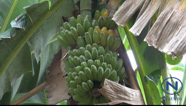 กล้วยน้ำว้าราคาพุ่งหวีละ 50-70บาท เผยจีนกว้านซื้อหมด