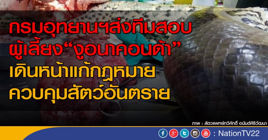 ส่งทีมสอบผู้เลี้ยง"งูอนาคอนด้า" เดินหน้าแก้กฎหมาย ควบคุมสัตว์อันตราย