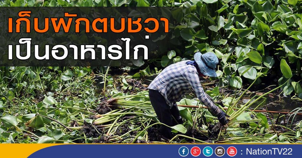เก็บผักตบชวา เป็นอาหารไก่ เก็บผักตบชวา เป็นอาหารไก่