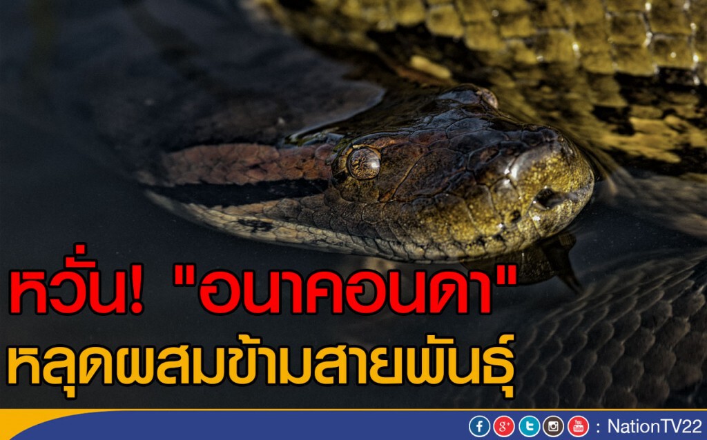 หวั่น "อนาคอนดา" หลุดผสมข้ามสายพันธุ์