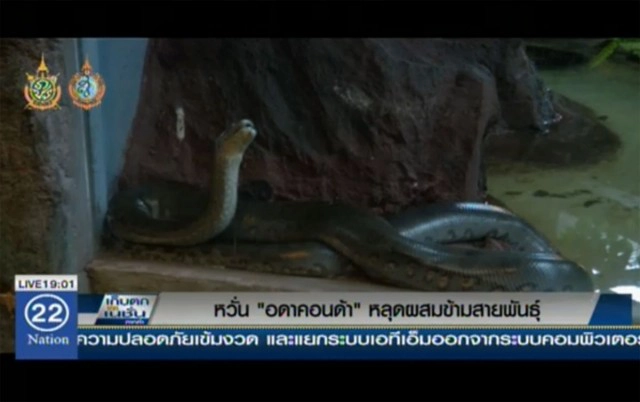 หวั่น "อนาคอนดา" หลุดผสมข้ามสายพันธุ์