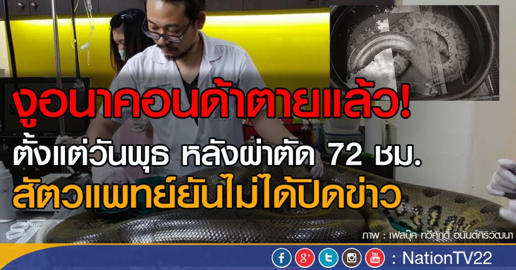 "งูอนาคอนด้า"ตายแล้ว! ตั้งแต่วันพุธ
หลังจากผ่าตัดเนื้องอก 72 ชม.