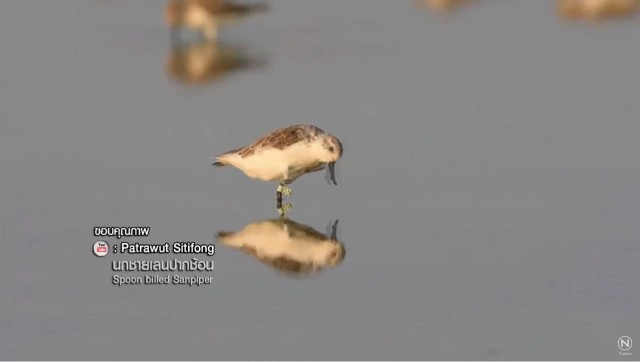 โซล่าร์ฟาร์ม บนพื้นที่ชุ่มน้ำ ???