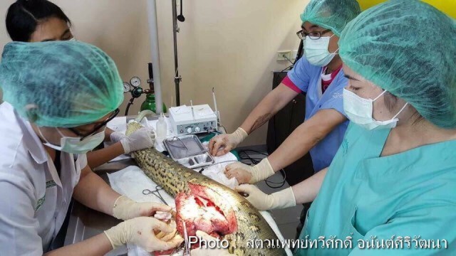 "งูอนาคอนด้า"ตายแล้ว! ตั้งแต่วันพุธ
หลังจากผ่าตัดเนื้องอก 72 ชม.