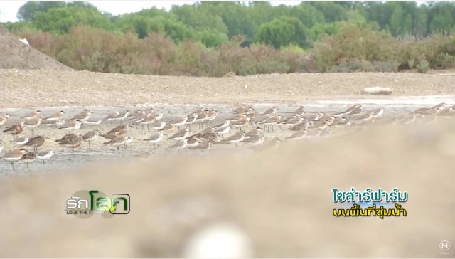 โซล่าร์ฟาร์ม บนพื้นที่ชุ่มน้ำ ???