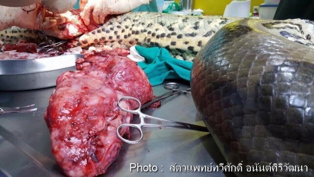 "งูอนาคอนด้า"ตายแล้ว! ตั้งแต่วันพุธ
หลังจากผ่าตัดเนื้องอก 72 ชม.