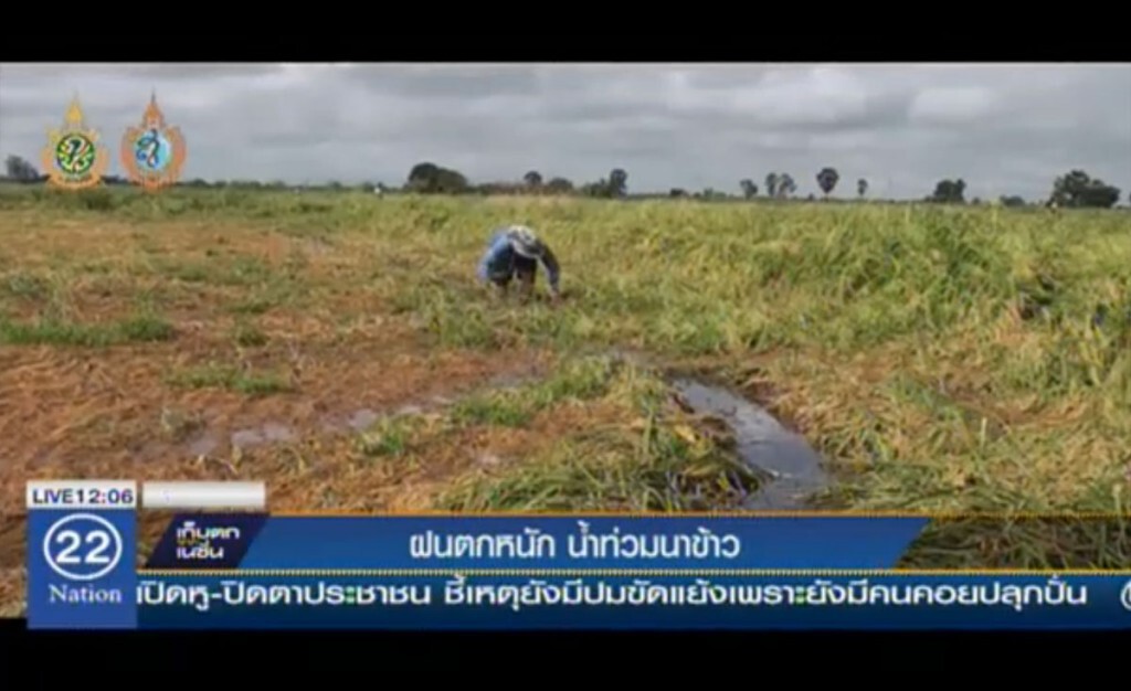 ฝนตกหนัก น้ำท่วมนาข้าว ฝนตกหนัก น้ำท่วมนาข้าว