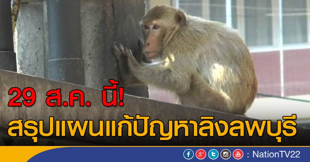 สรุปแผนแก้ปัญหาลิงลพบุรี 29 ส.ค.นี้!