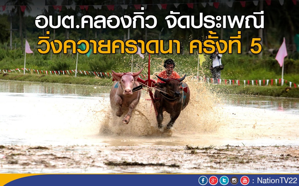 อบต.คลองกิ่ว จัดประเพณี วิ่งควายคราดนา ครั้งที่ 5