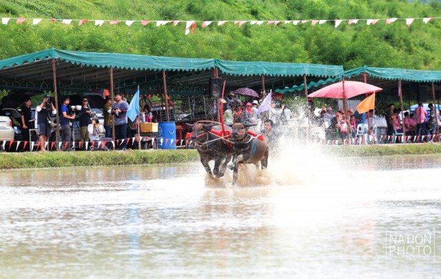 อบต.คลองกิ่ว จัดประเพณี วิ่งควายคราดนา ครั้งที่ 5