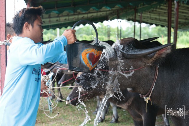 อบต.คลองกิ่ว จัดประเพณี วิ่งควายคราดนา ครั้งที่ 5