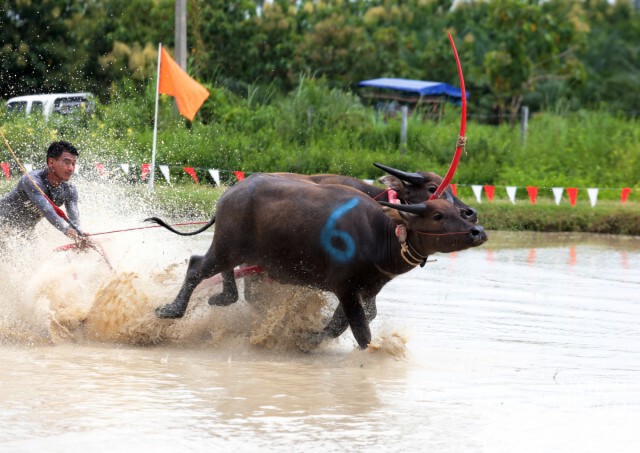 อบต.คลองกิ่ว จัดประเพณี วิ่งควายคราดนา ครั้งที่ 5