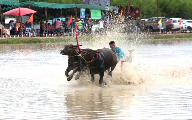 อบต.คลองกิ่ว จัดประเพณี วิ่งควายคราดนา ครั้งที่ 5